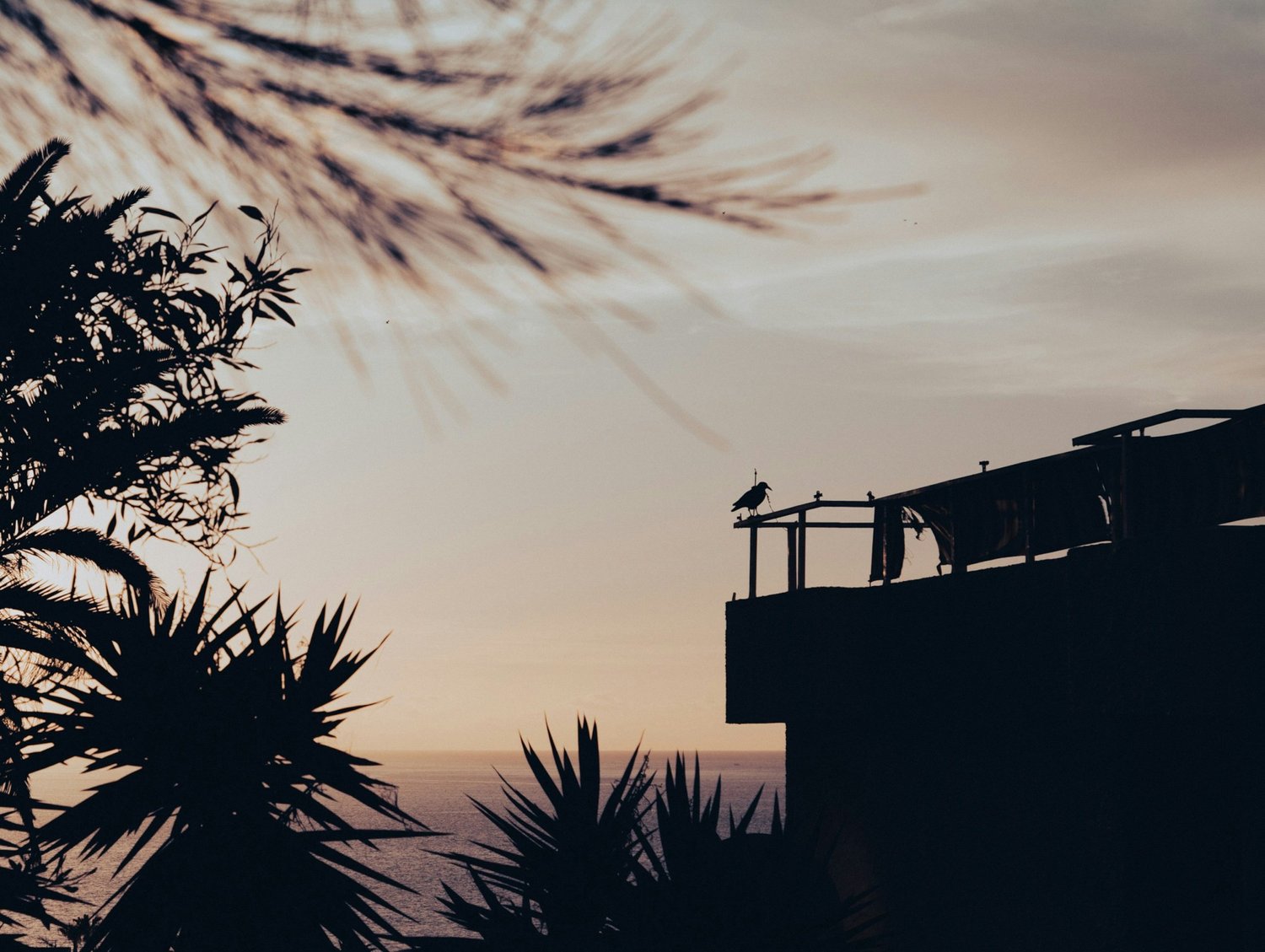 Rooftop sunset activity